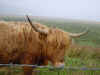 A Highland Bull.jpg (63344 bytes)