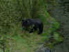 Bear - Tiny Tim.jpg (71718 bytes)