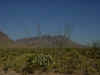 Desert plants and chisos mountains.jpg (53202 bytes)
