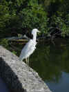 Everglades Bird.jpg (86637 bytes)