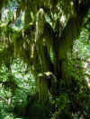 Hoh Rainforest Olympic Peninsula2.jpg (106361 bytes)
