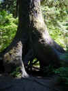 Hoh Rainforest tree.jpg (98203 bytes)