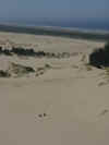 Oregon Sand Dunes.jpg (25979 bytes)