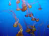 Real Jellyfish.jpg (52384 bytes)