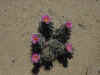 Strawberry Pitaya Cactus.jpg (86210 bytes)