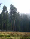 Tall Redwoods.jpg (53708 bytes)