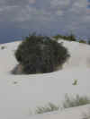 White Sands NP.jpg (35644 bytes)