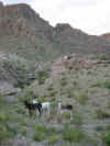 Wild burros.jpg (71070 bytes)