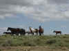 Wild horses 2.jpg (45764 bytes)
