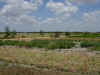Wildseed farm.jpg (76762 bytes)