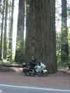 joe and big tree.jpg (71780 bytes)